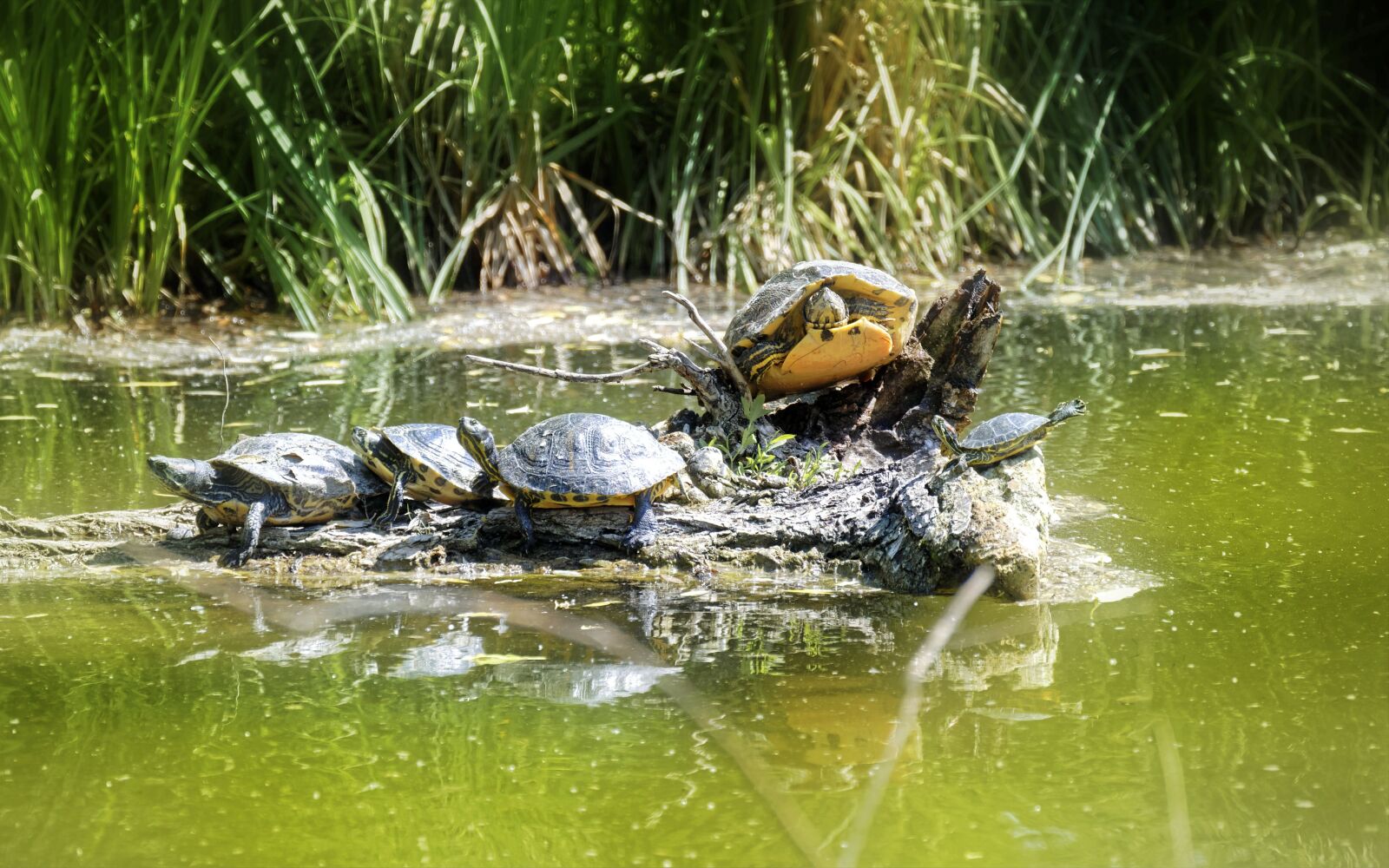 Nikon D5300 sample photo. Turtles, warming up, sun photography