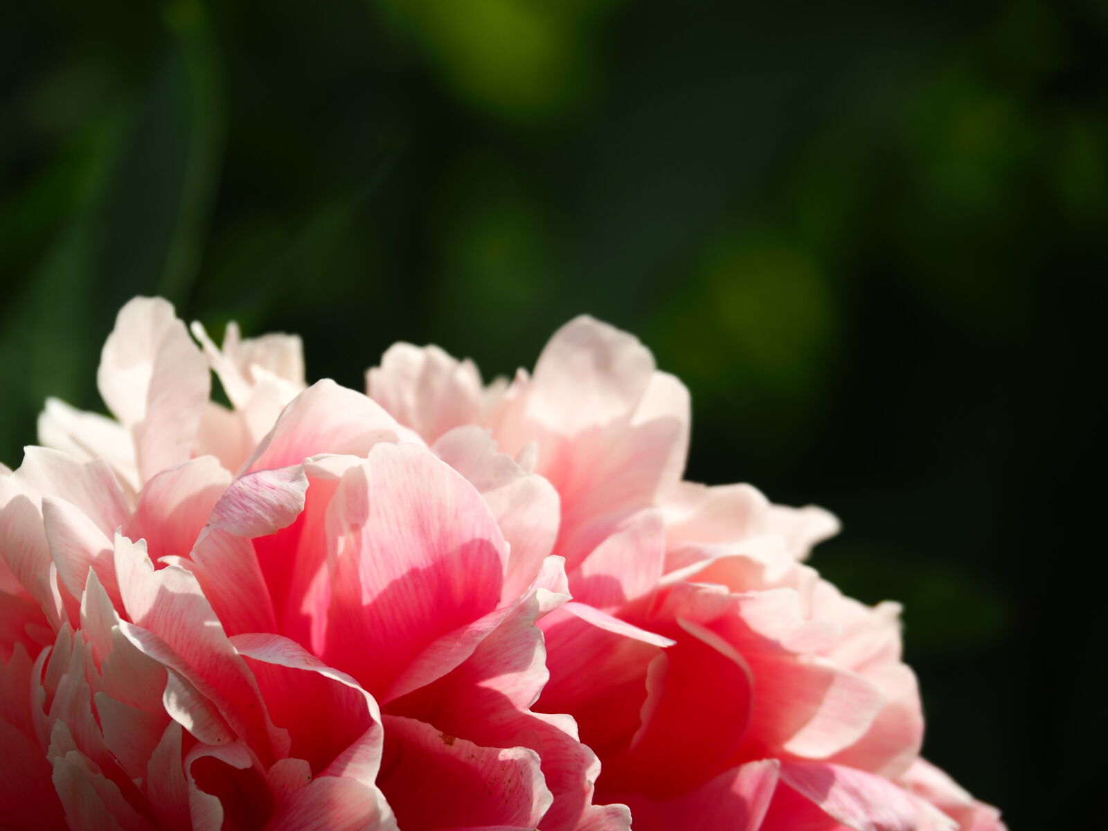 Olympus OM-D E-M10 II sample photo. Nature, garden, flower, roses photography