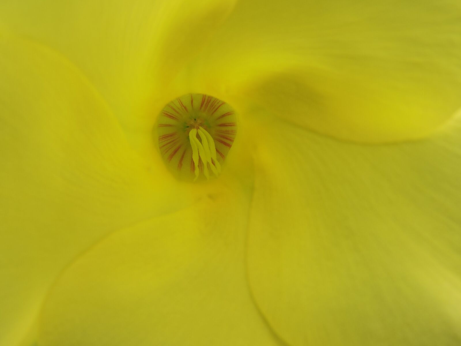 Nikon Coolpix P600 sample photo. Flower, nature, color photography