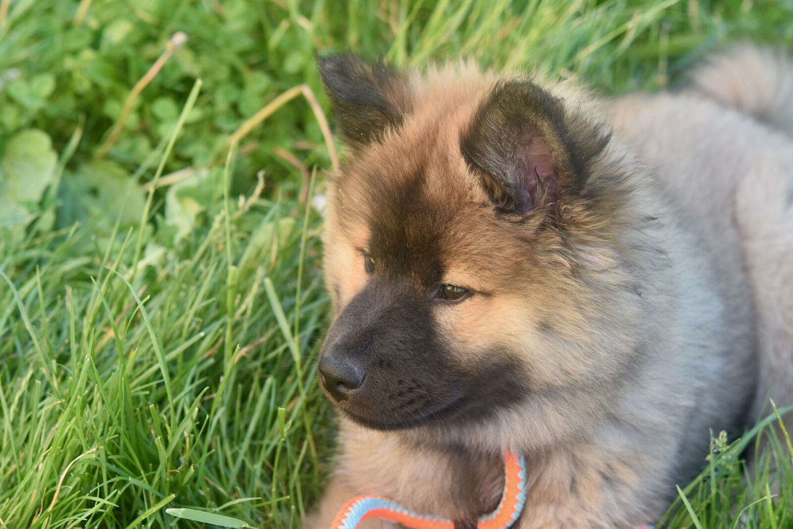 Nikon D5600 sample photo. Dog, pup, eurasier puppy photography