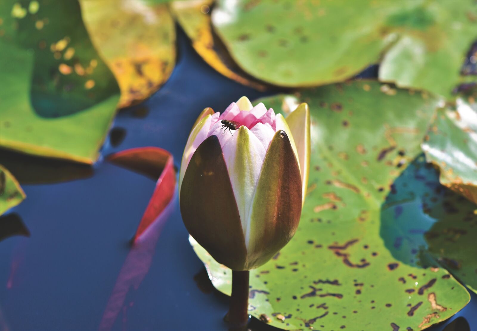 Nikon D7200 sample photo. Water lily, lily bud photography