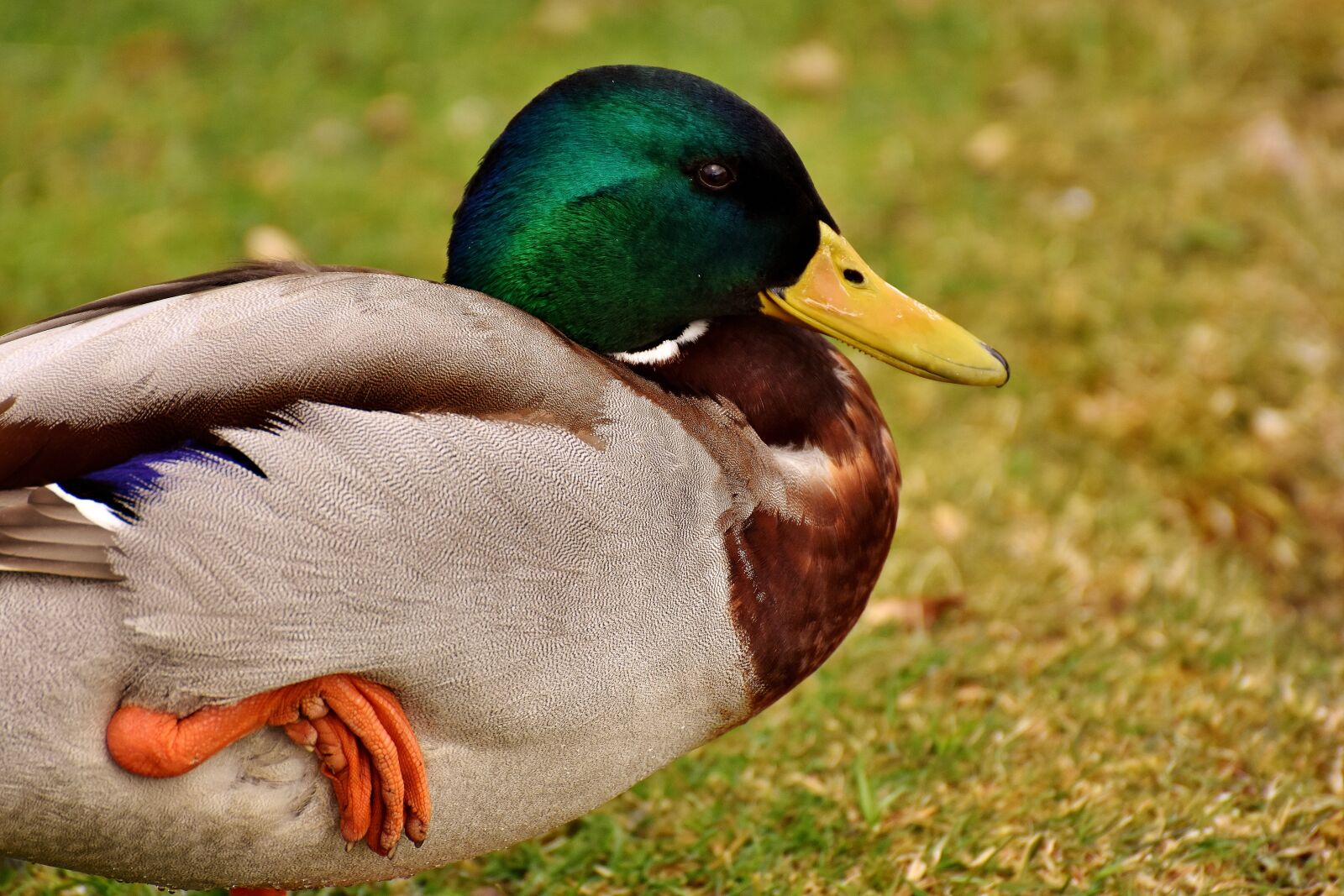 Nikon D7200 sample photo. Mallard, drake, colorful photography