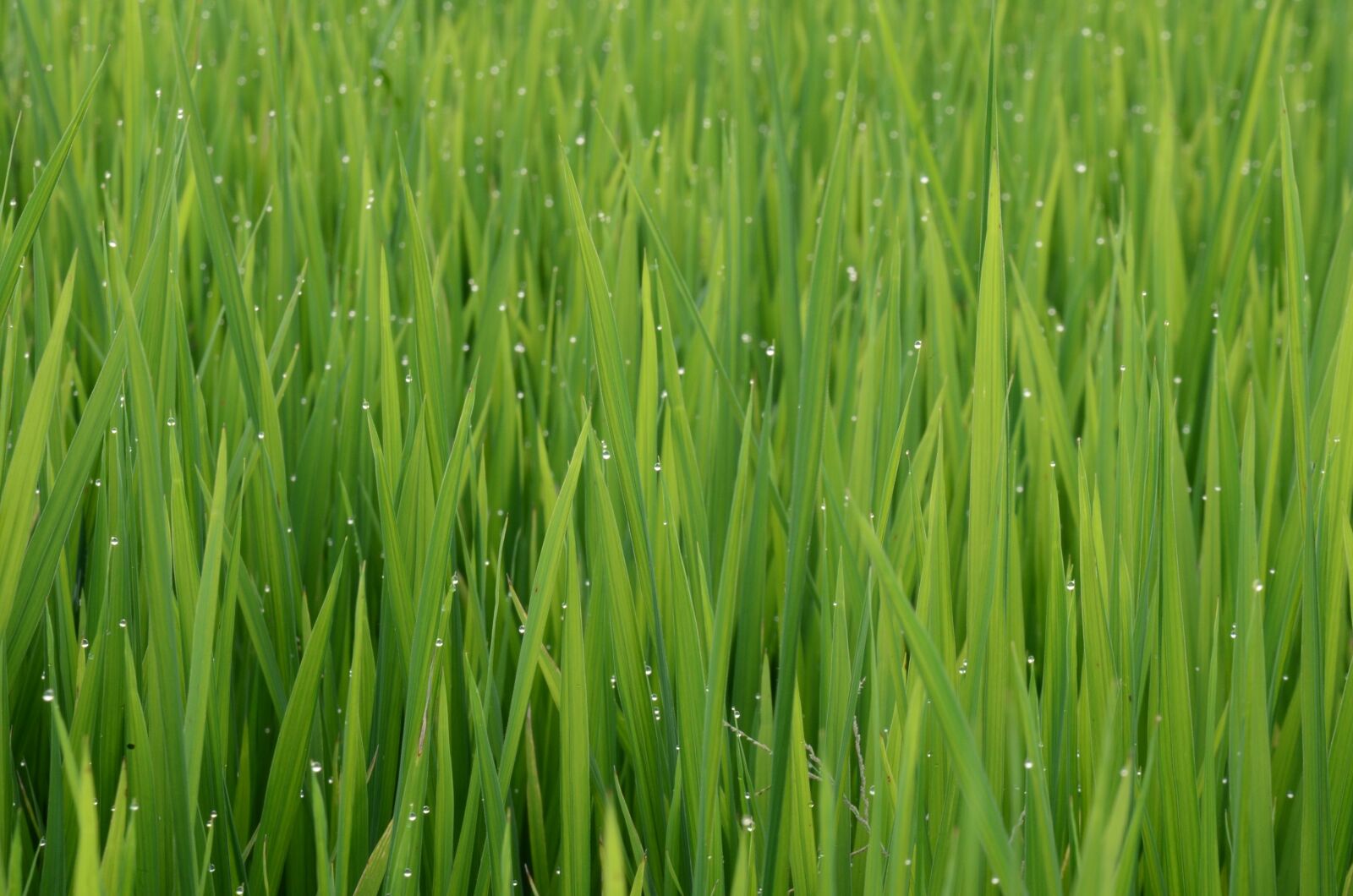 Nikon D5100 sample photo. Green, color, theme photography