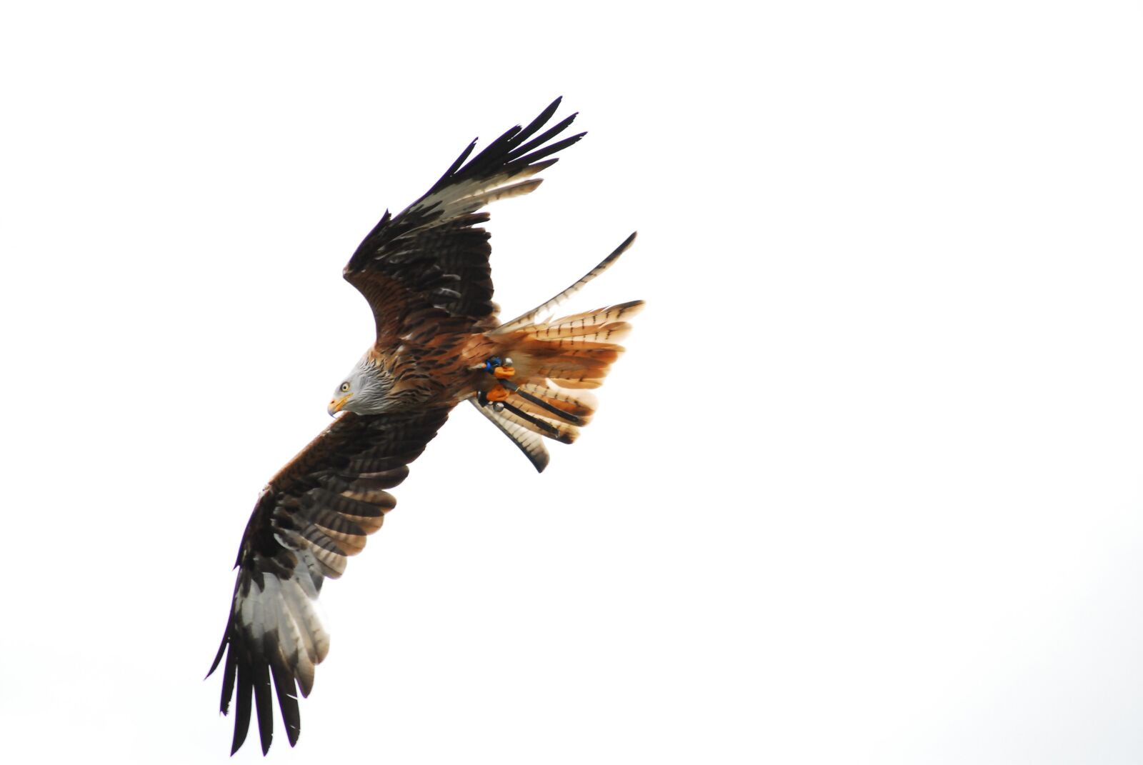 Nikon D200 sample photo. Red milan, raptor, plumage photography