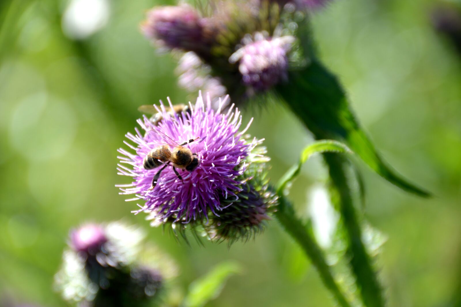 Nikon D3200 sample photo. Bee, diestel, close up photography
