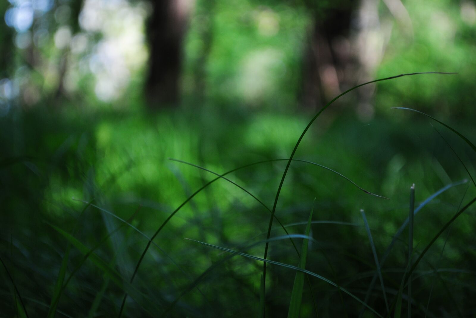 Nikon D3000 sample photo. Calm, forest, free, freedom photography