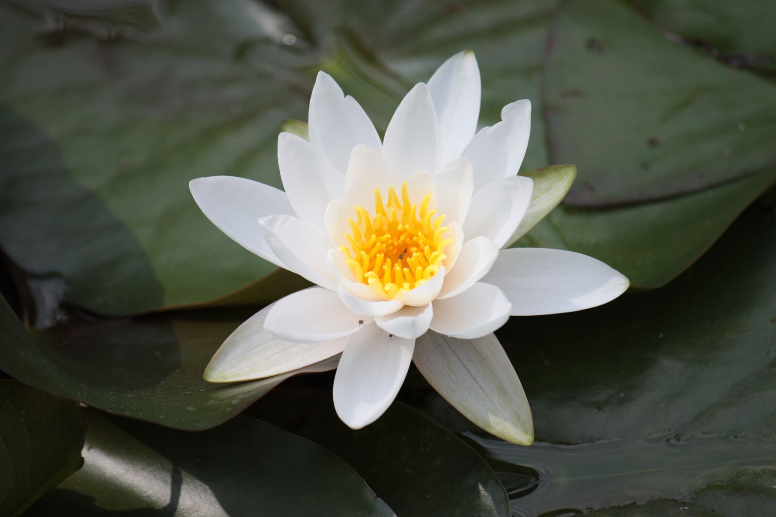 Canon EOS 450D (EOS Rebel XSi / EOS Kiss X2) sample photo. Lotus flower, zen, japan photography