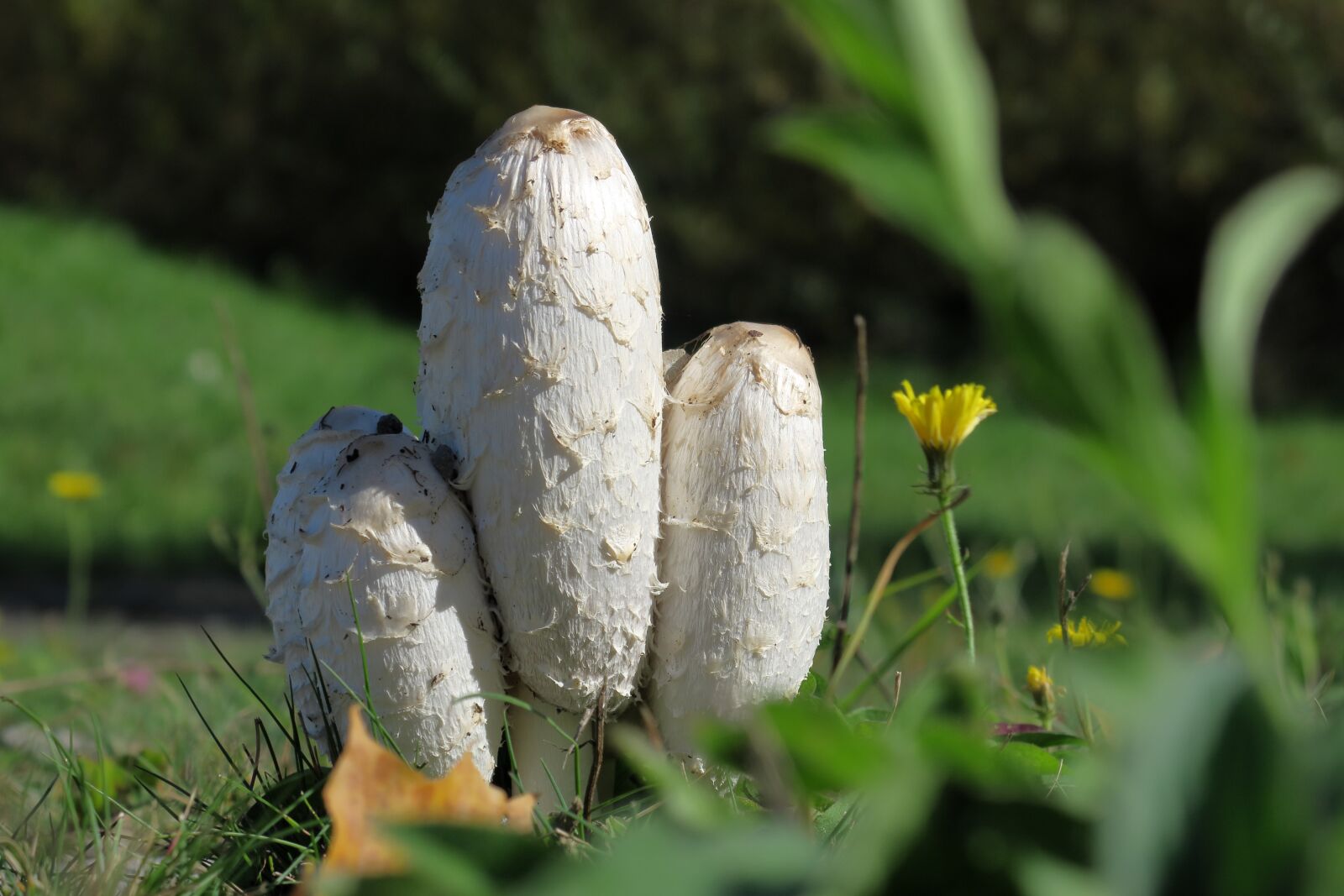 Canon PowerShot G3 X sample photo. Mushroom, schopf comatus, asparagus photography