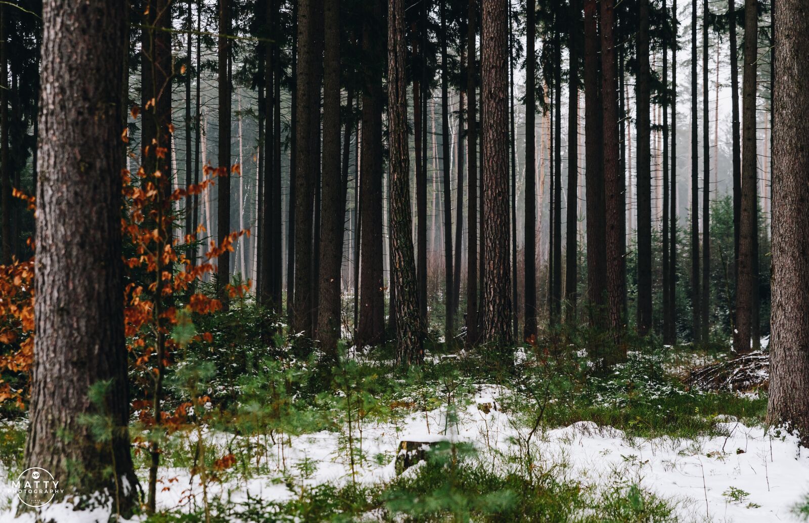 Nikon D810 sample photo. Fog, foggy, trees photography