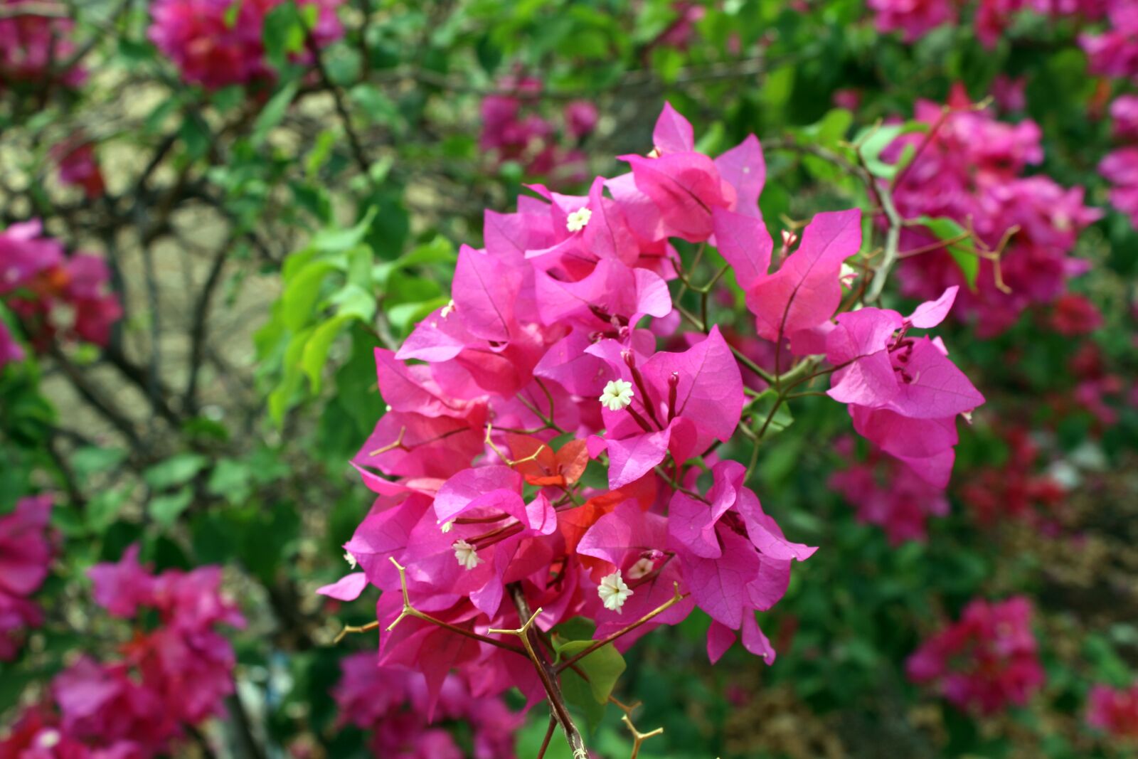Canon EOS 700D (EOS Rebel T5i / EOS Kiss X7i) sample photo. Bouganvilla, summer, bougainvillea photography