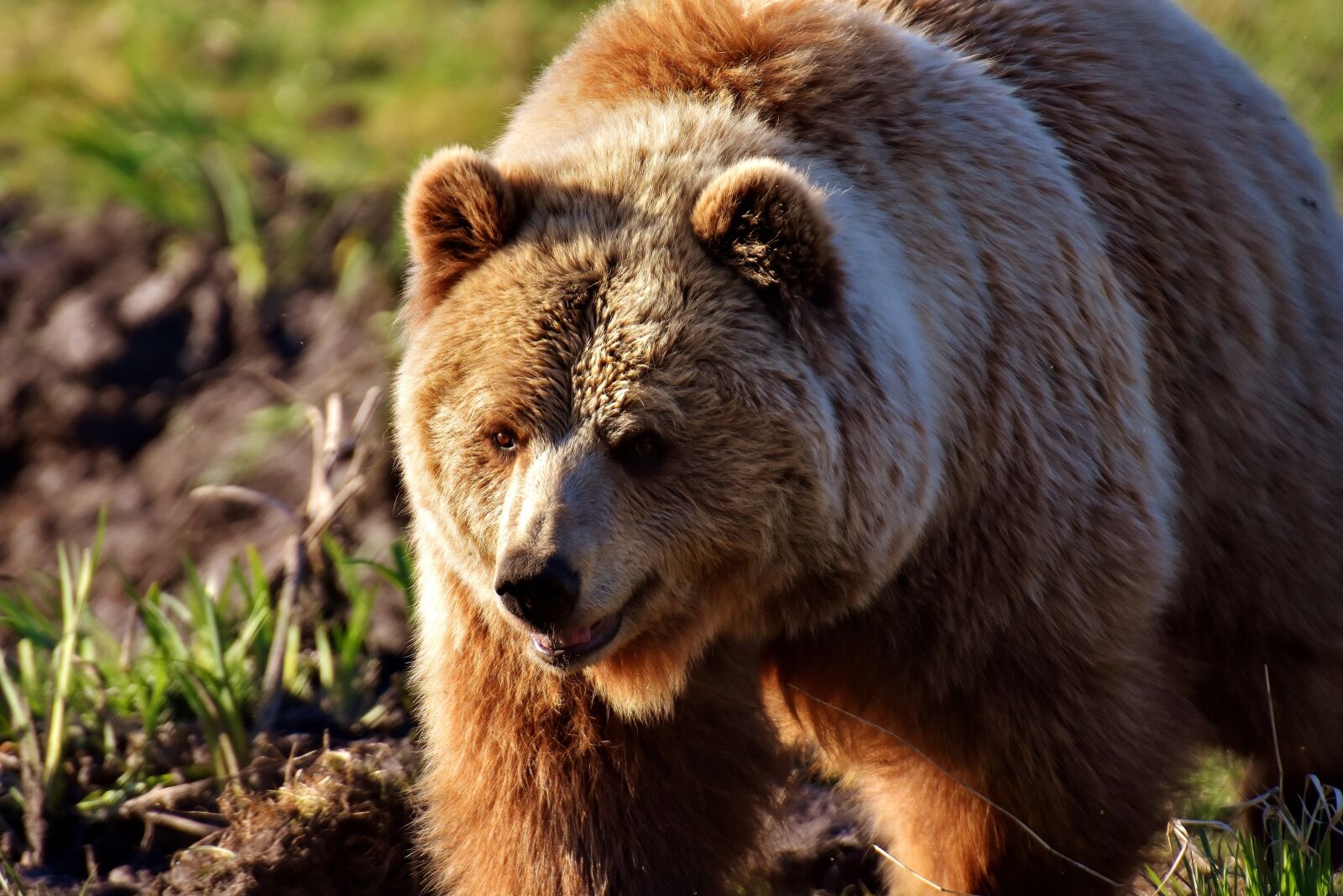 Nikon D7200 sample photo. European brown bear, wild photography