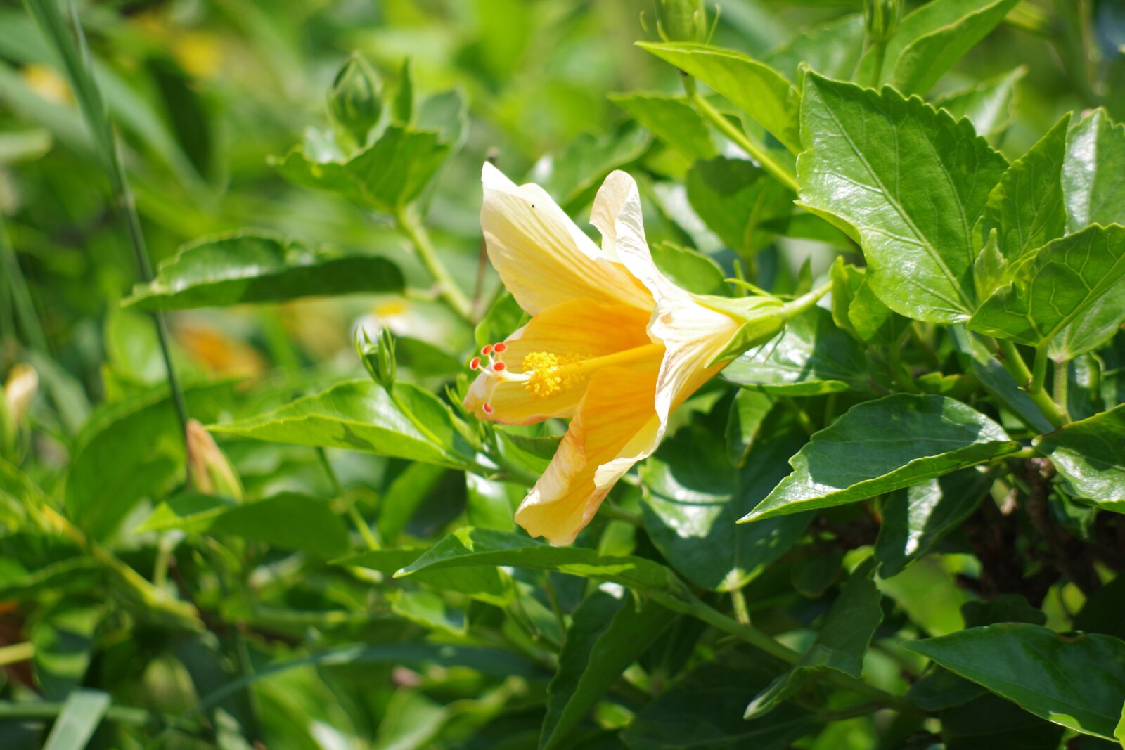 Pentax K-S2 sample photo. Hibiscus flower, yellow, summer photography