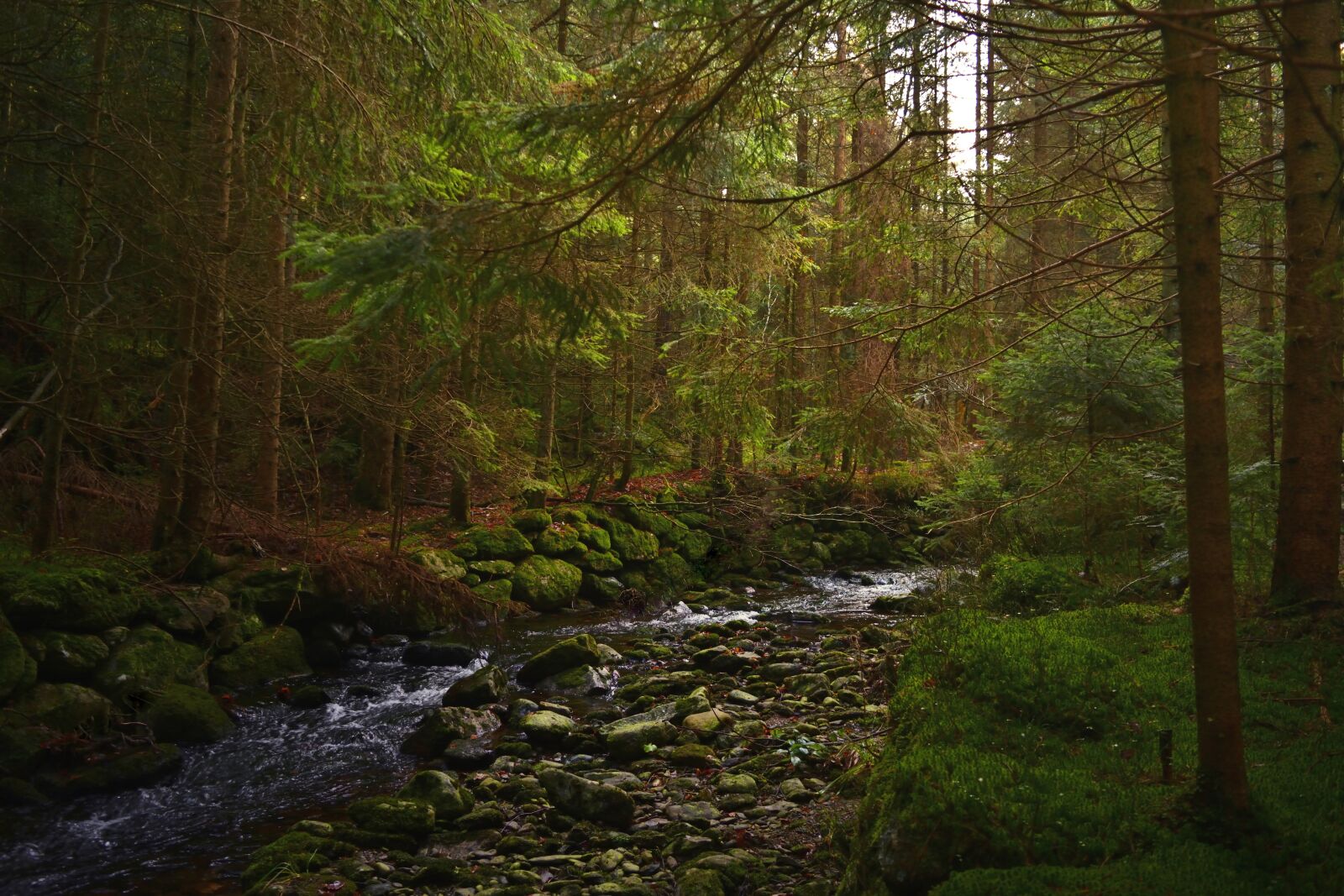 Nikon D5200 sample photo. River, forest, landscape photography