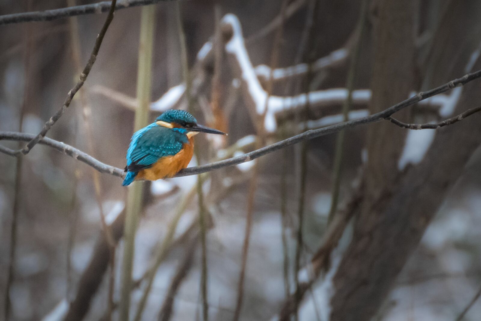 Canon EOS 70D sample photo. Bird, kingfisher, colorful photography