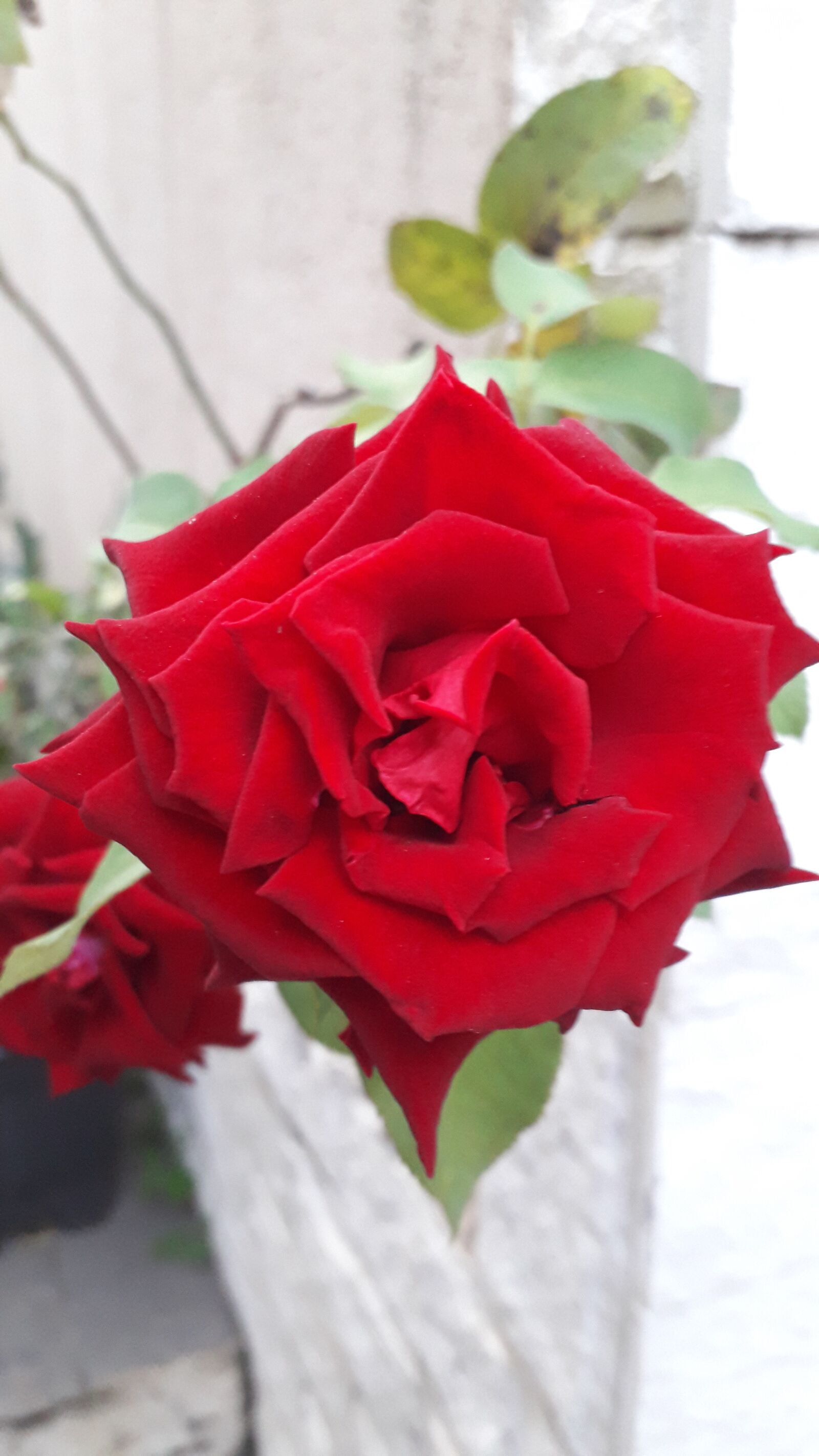 Samsung Galaxy J4 sample photo. Rosa, jardim, vermelho photography