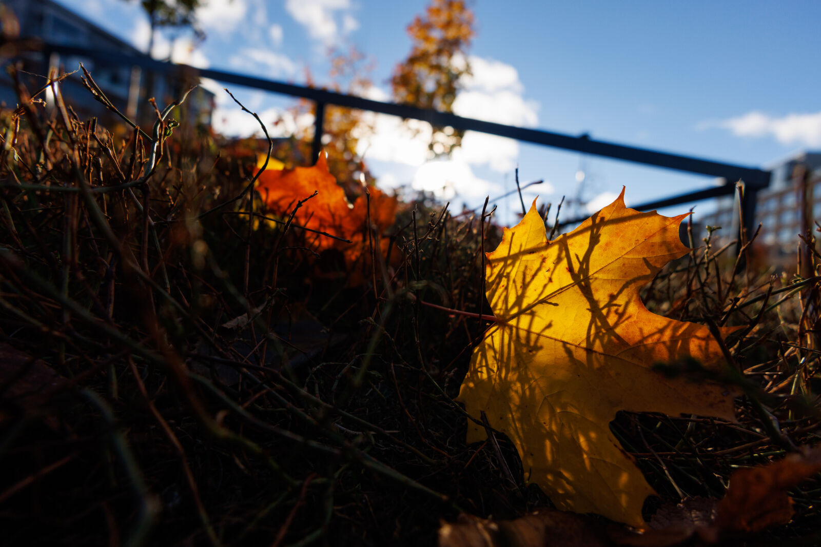 Canon RF 15-30mm F4.5-6.3 IS STM sample photo. Shadow of the autumn photography