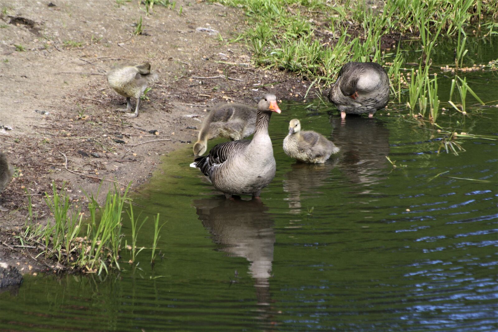 Canon EOS 1000D (EOS Digital Rebel XS / EOS Kiss F) sample photo. Ducks, duck family, birds photography