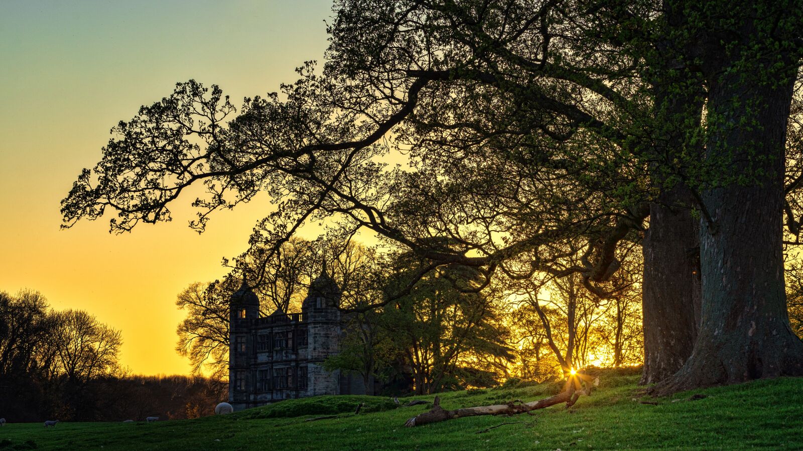 Sony a7 II + DT 70-200mm F4 SAM sample photo. Tree, castle, meadow photography