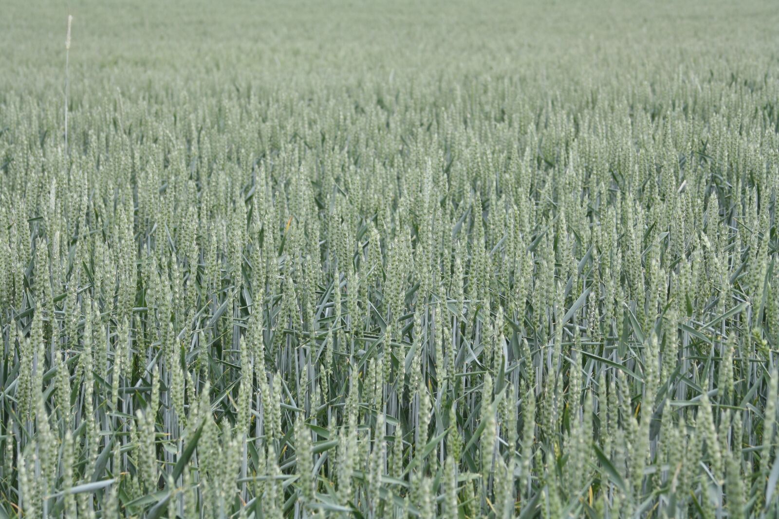 Canon EOS 1000D (EOS Digital Rebel XS / EOS Kiss F) sample photo. Wheat, summer, field photography