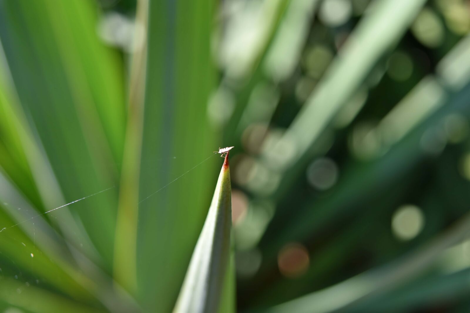 Nikon D5500 sample photo. Thorn, top, beetle, blur photography
