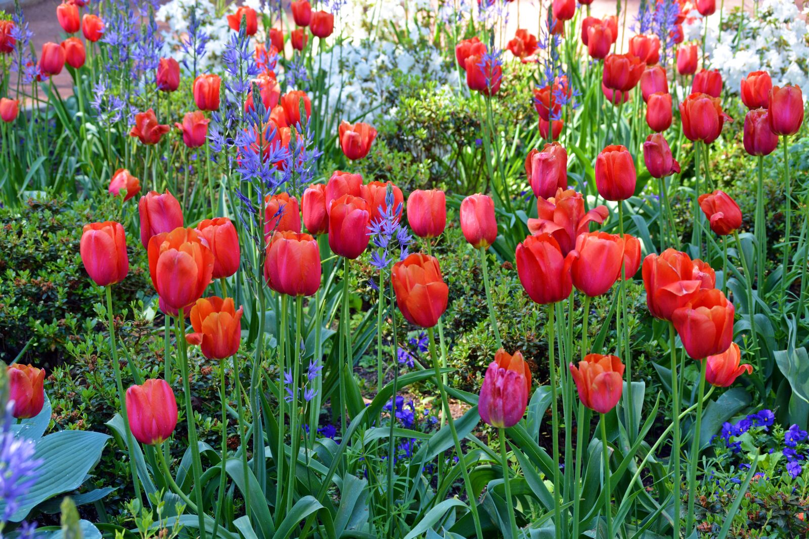 Nikon D5200 sample photo. Tulips, flowers, red photography
