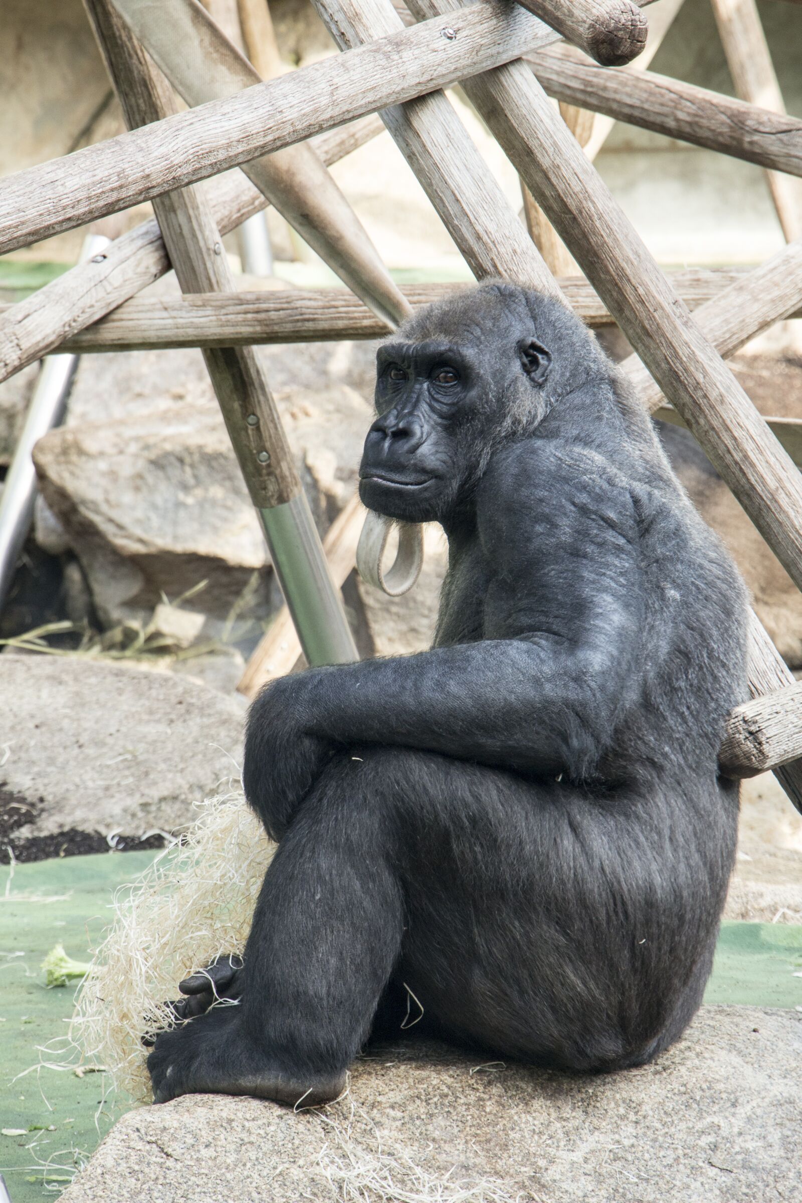 Canon EOS 700D (EOS Rebel T5i / EOS Kiss X7i) sample photo. Gorilla, sitting, animal photography