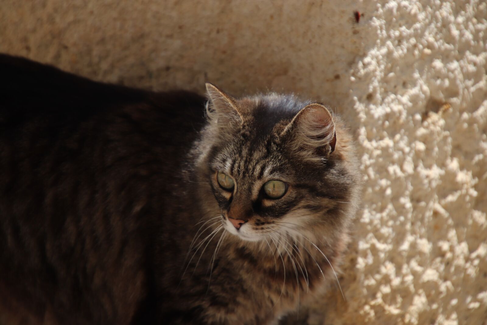 Canon EOS 800D (EOS Rebel T7i / EOS Kiss X9i) sample photo. Cats, felines, animals photography