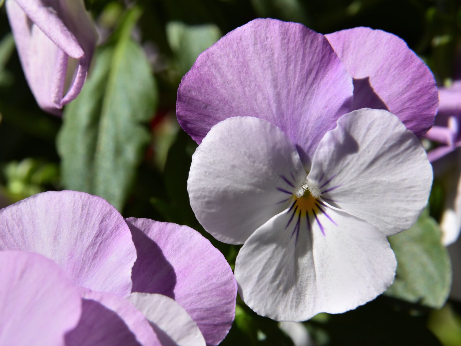 Nikon D5500 sample photo. Pansy, flower, blossom photography