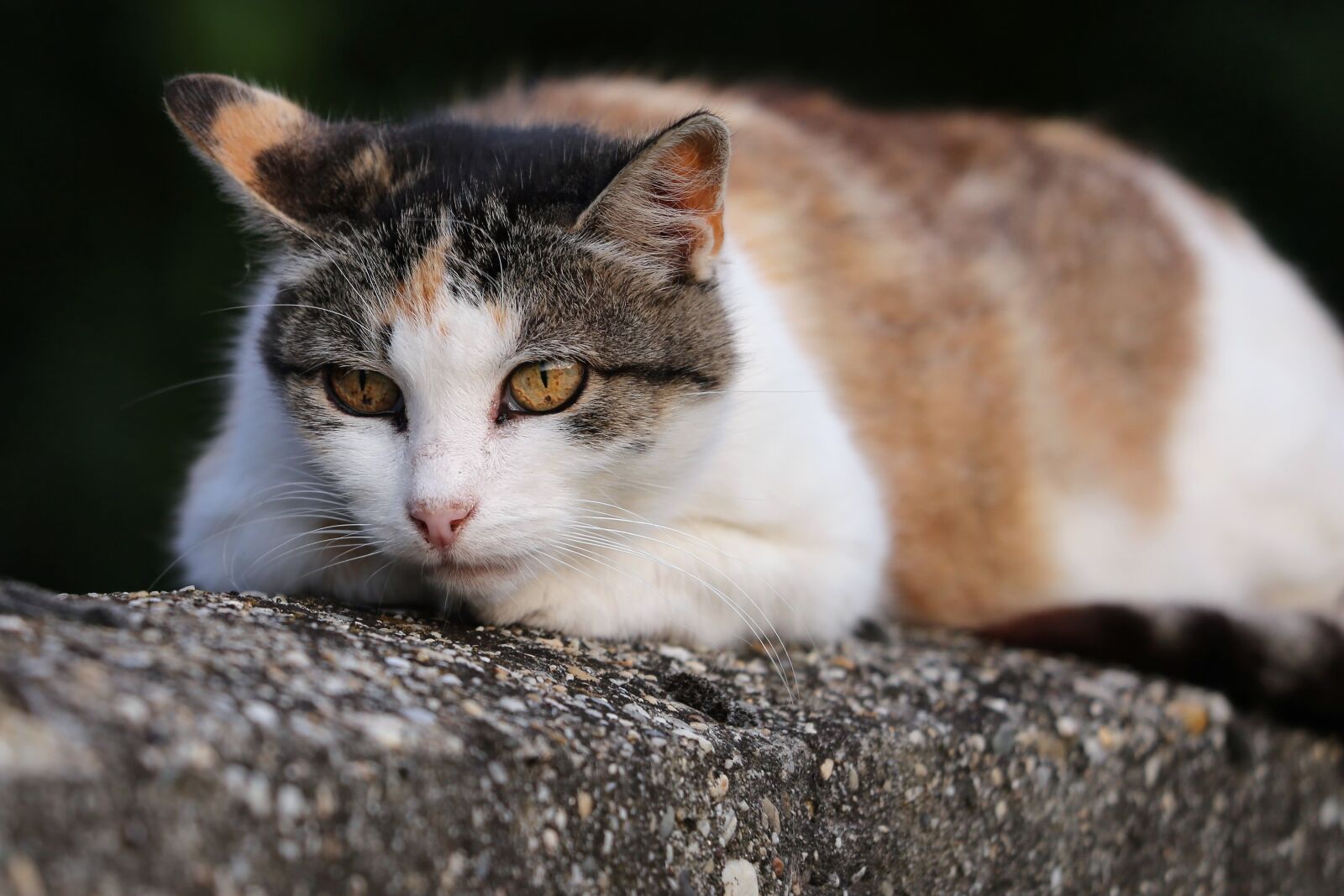 Canon EF 70-300 F4-5.6 IS II USM sample photo. Domestic cat, animal, head photography