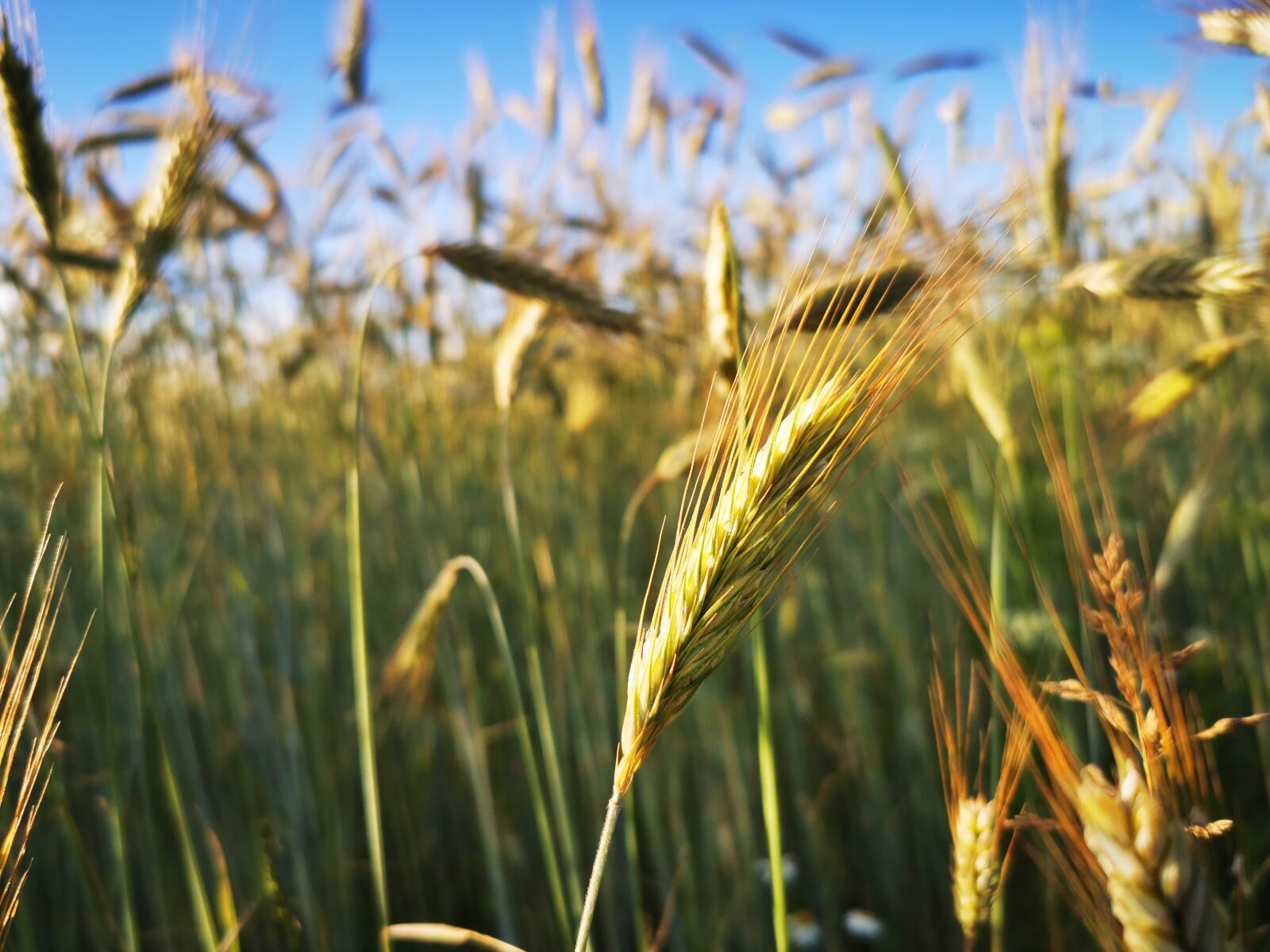 HUAWEI P30 Pro sample photo. Rye, harvest, cereals photography