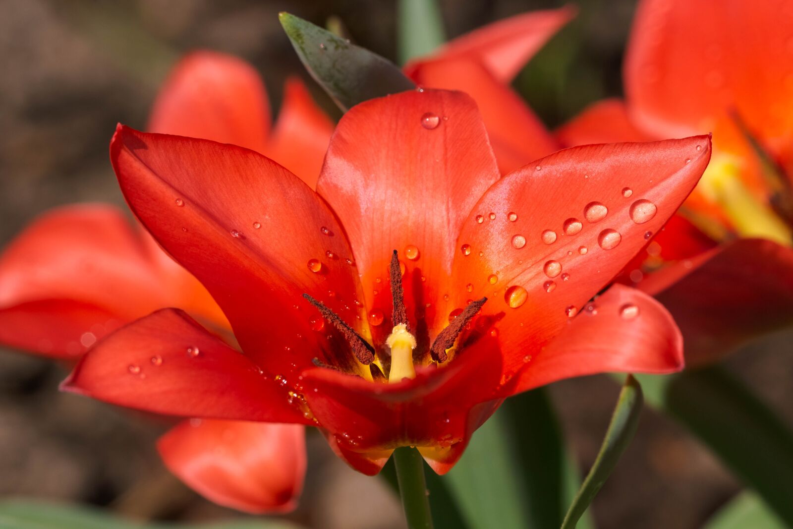 Canon EF 100mm F2.8L Macro IS USM sample photo. Tulip, plant, flower photography