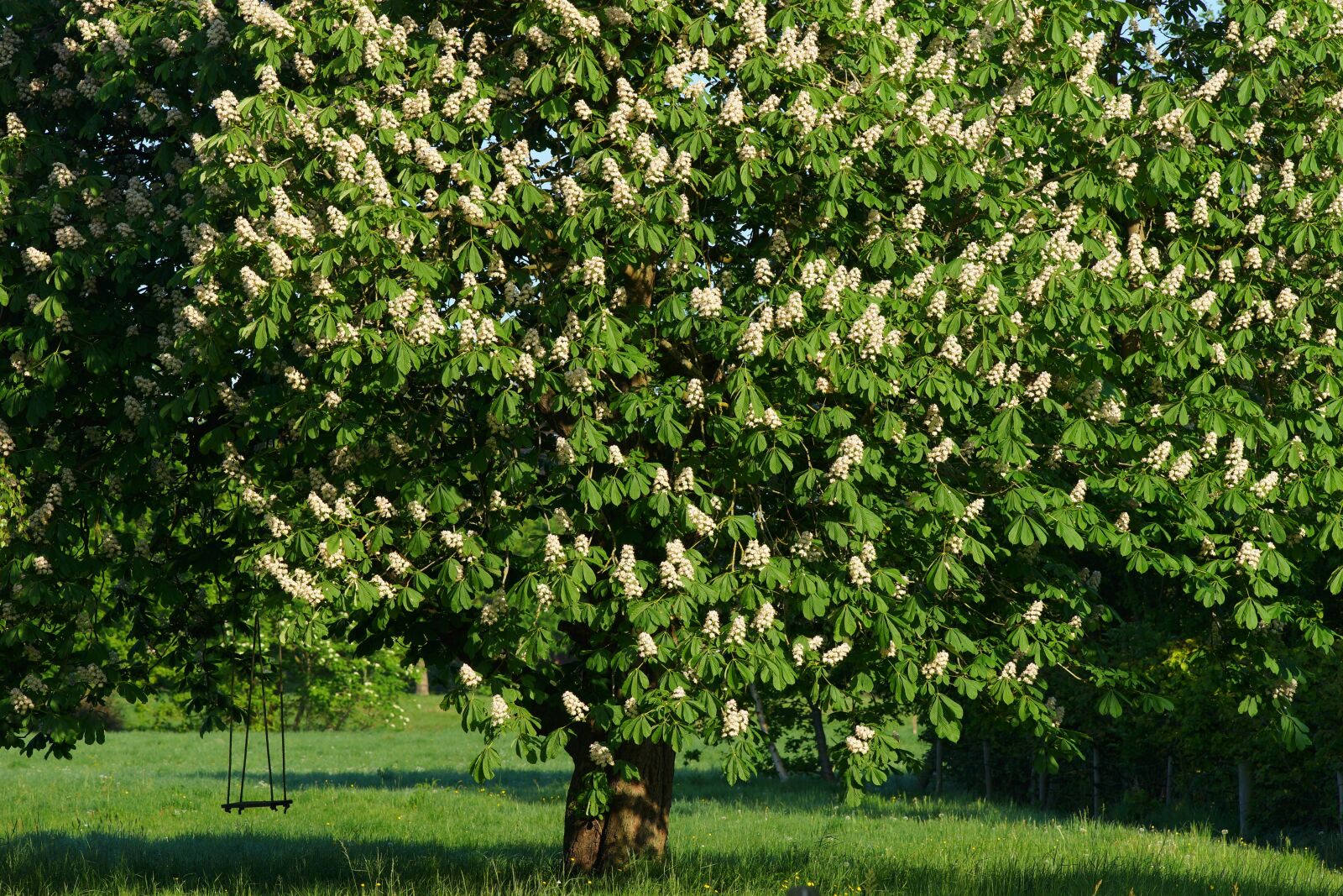 Minolta AF 200mm F2.8 HS-APO G sample photo. Chestnut tree, swing, romantic photography