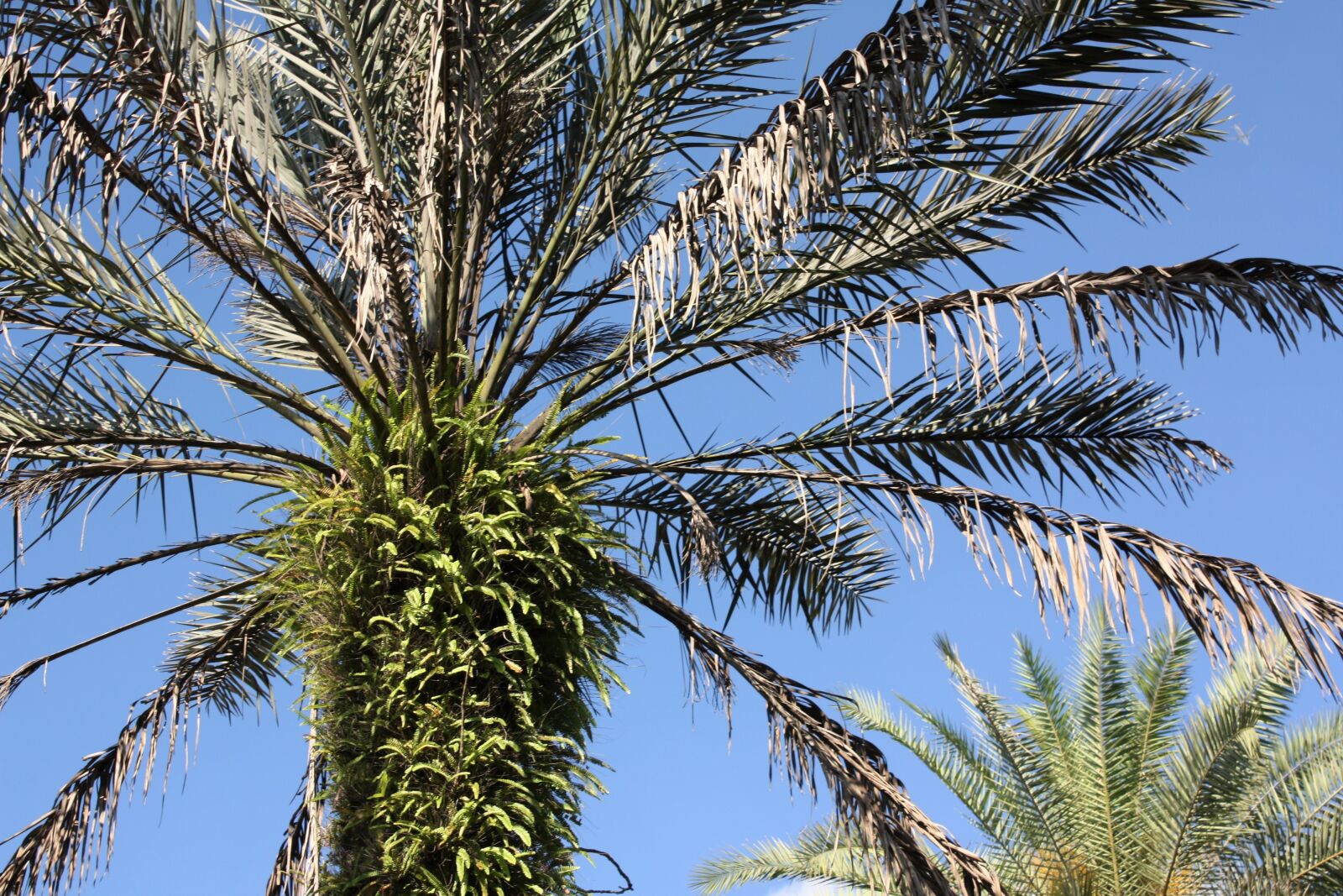 Canon EOS 450D (EOS Rebel XSi / EOS Kiss X2) sample photo. Palm tree, tropical, palm photography