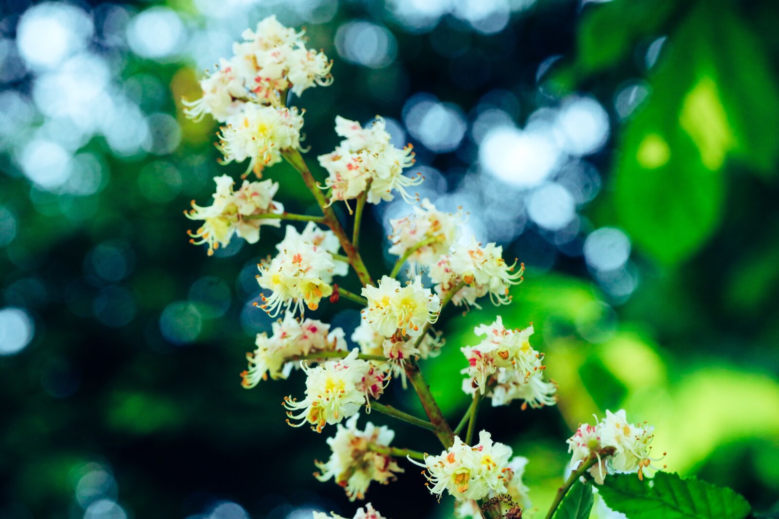 Canon EOS R sample photo. Flower, tree, nature photography