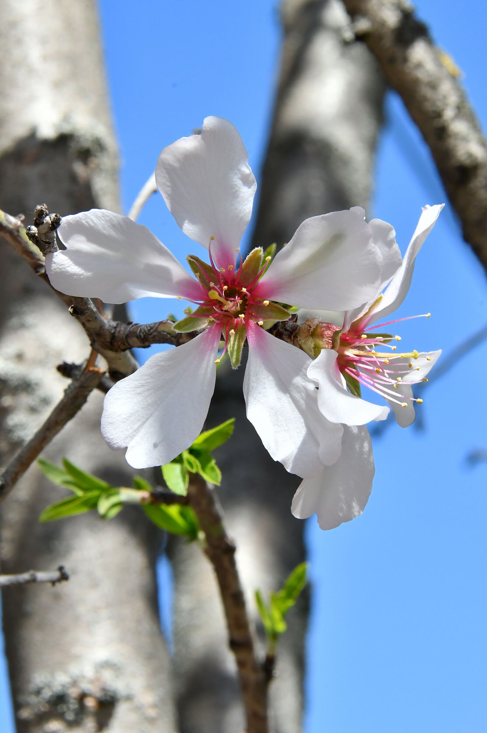 Nikon D3200 sample photo. Spring flower, spring, kikelet photography