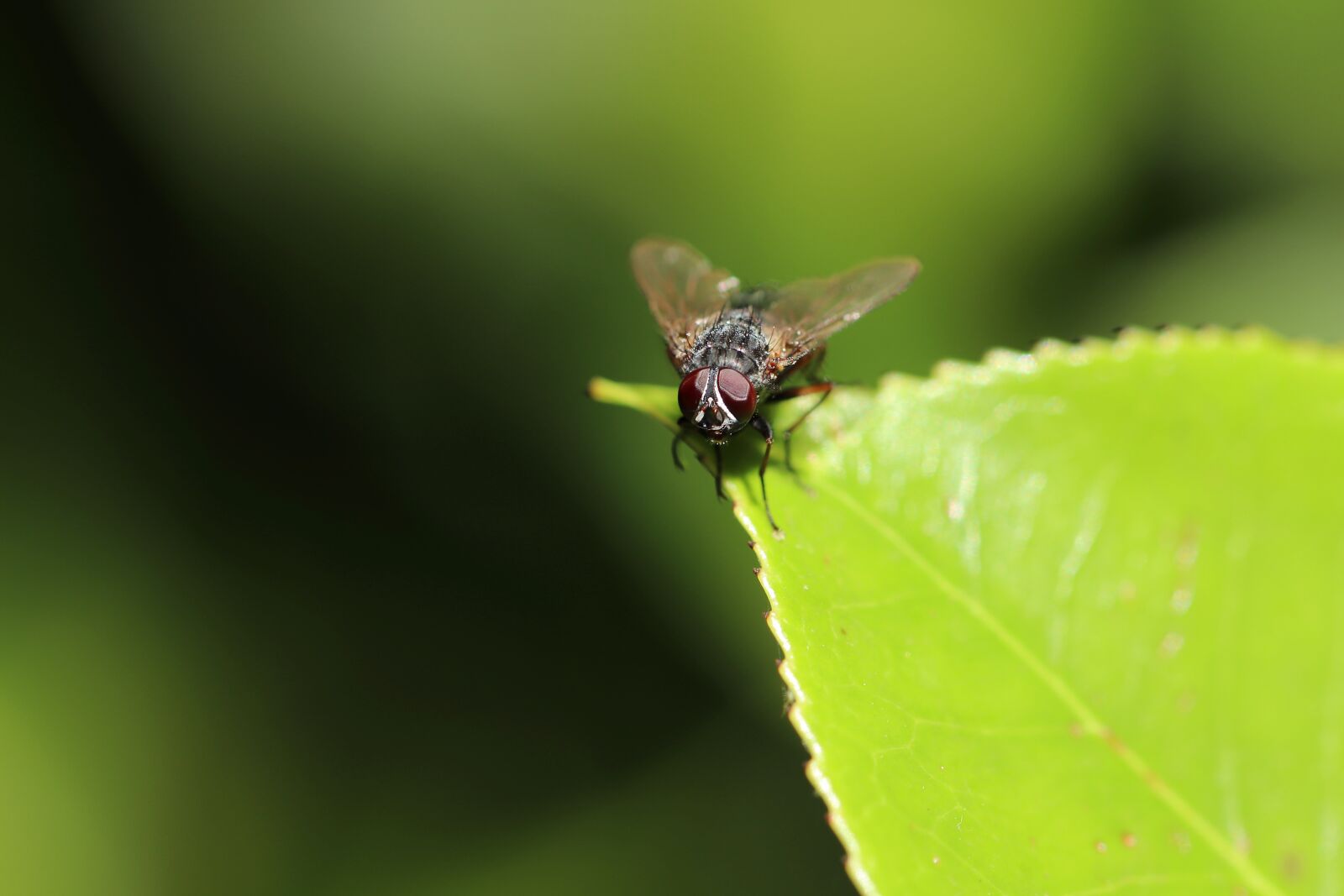 Canon EOS 800D (EOS Rebel T7i / EOS Kiss X9i) sample photo. Fly, insect, housefly photography