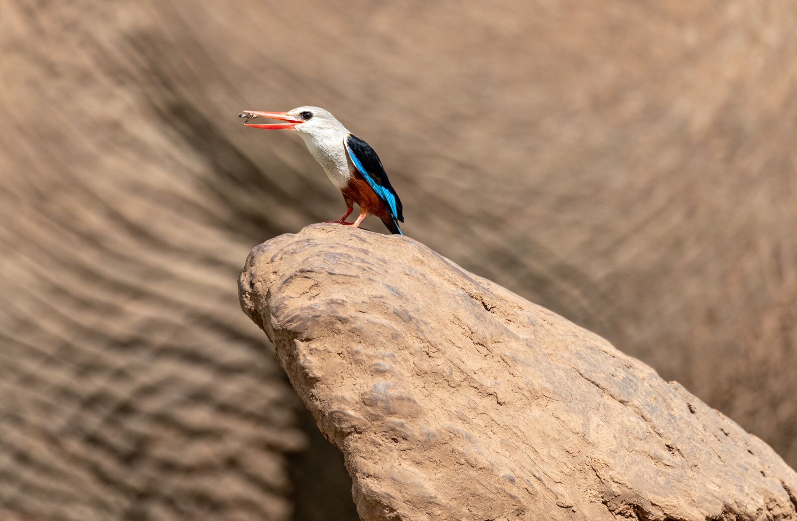 Nikon D750 sample photo. Bird, perched, animal photography