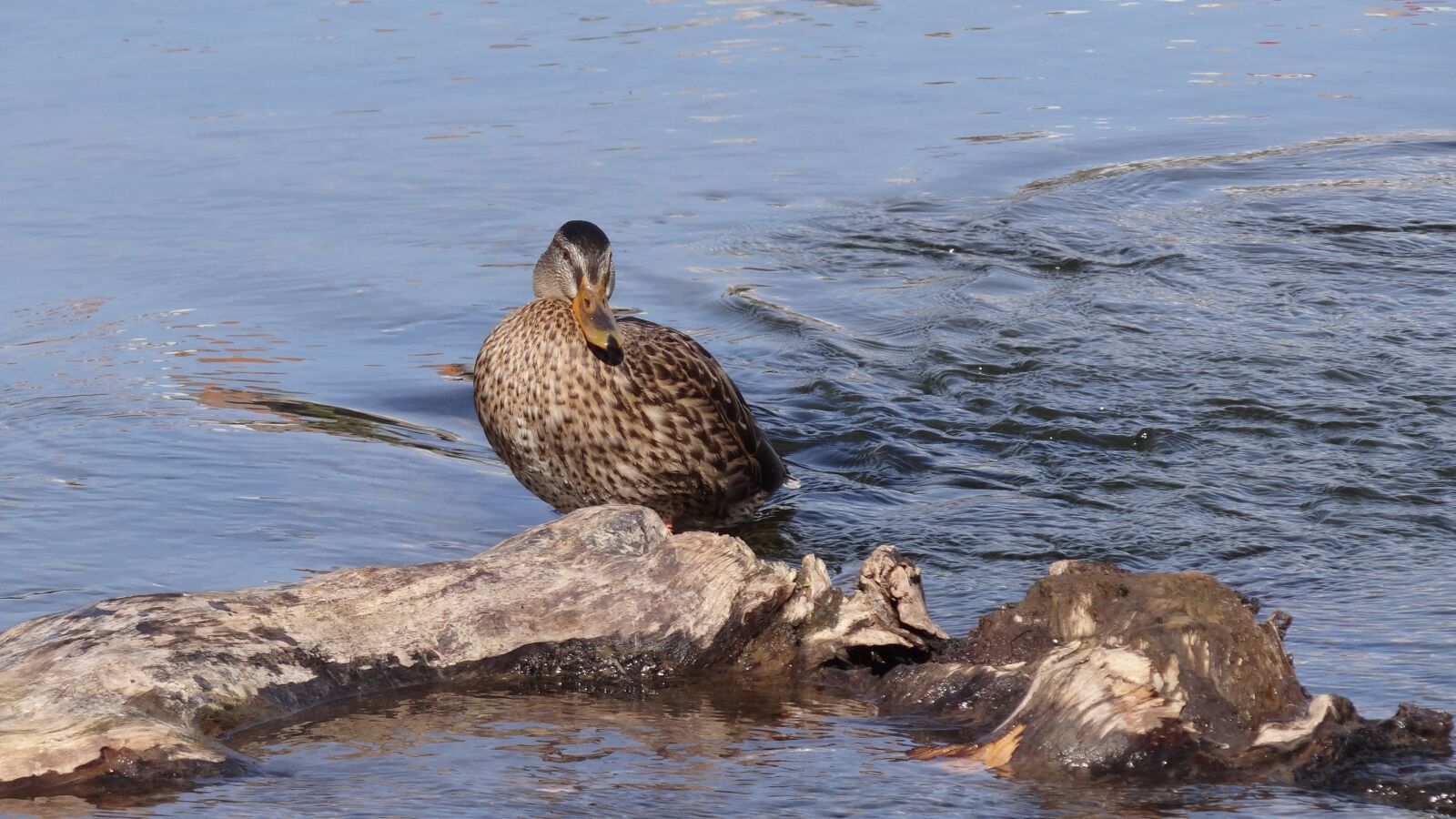 Sony Cyber-shot DSC-HX100V sample photo. Birds, nature, river photography