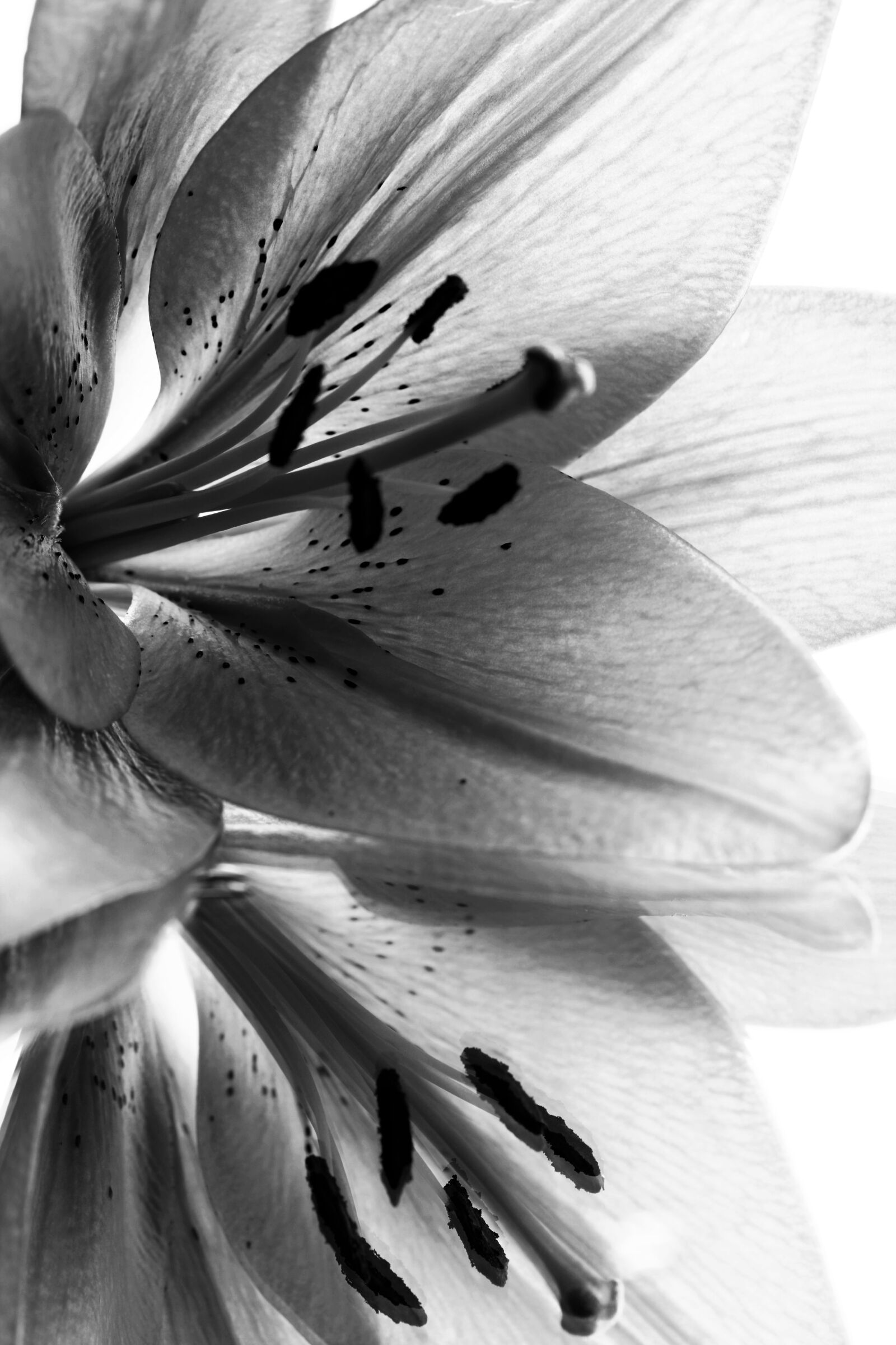 Canon EOS 5D Mark II sample photo. Lily, lilies, bloom photography
