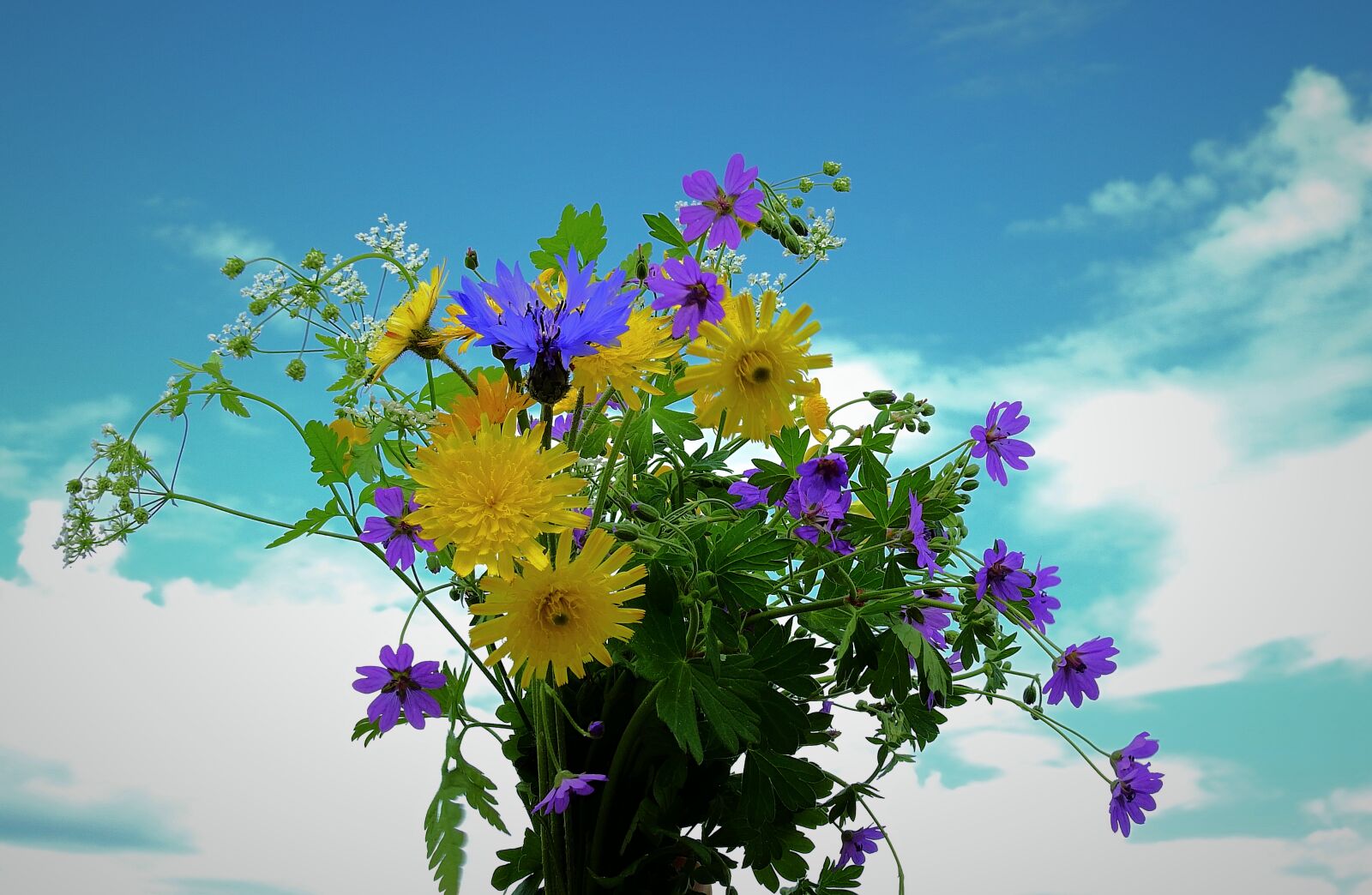 Nikon Coolpix P900 sample photo. Bouquet, flowers, sky photography