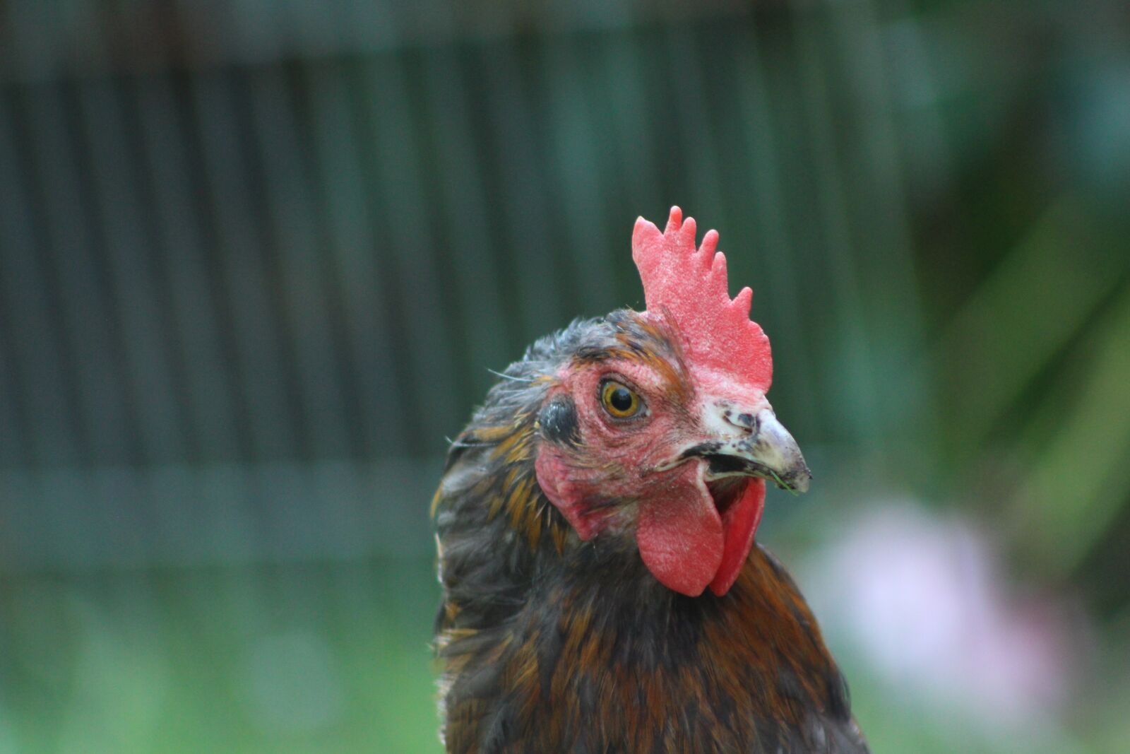 Canon EOS 700D (EOS Rebel T5i / EOS Kiss X7i) sample photo. Chicken, nature, animal photography