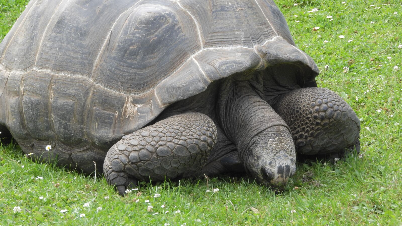 Nikon Coolpix P610 sample photo. Grazing tortoise, tortoise, celonoidis photography