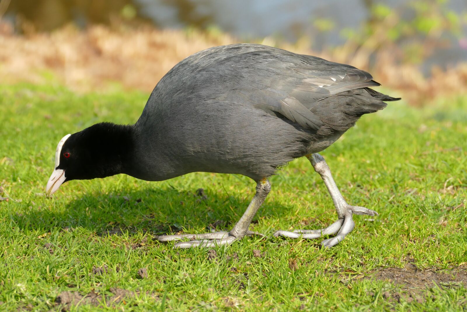 Panasonic Lumix DMC-FZ1000 sample photo. Coot, bird, waterfowl photography
