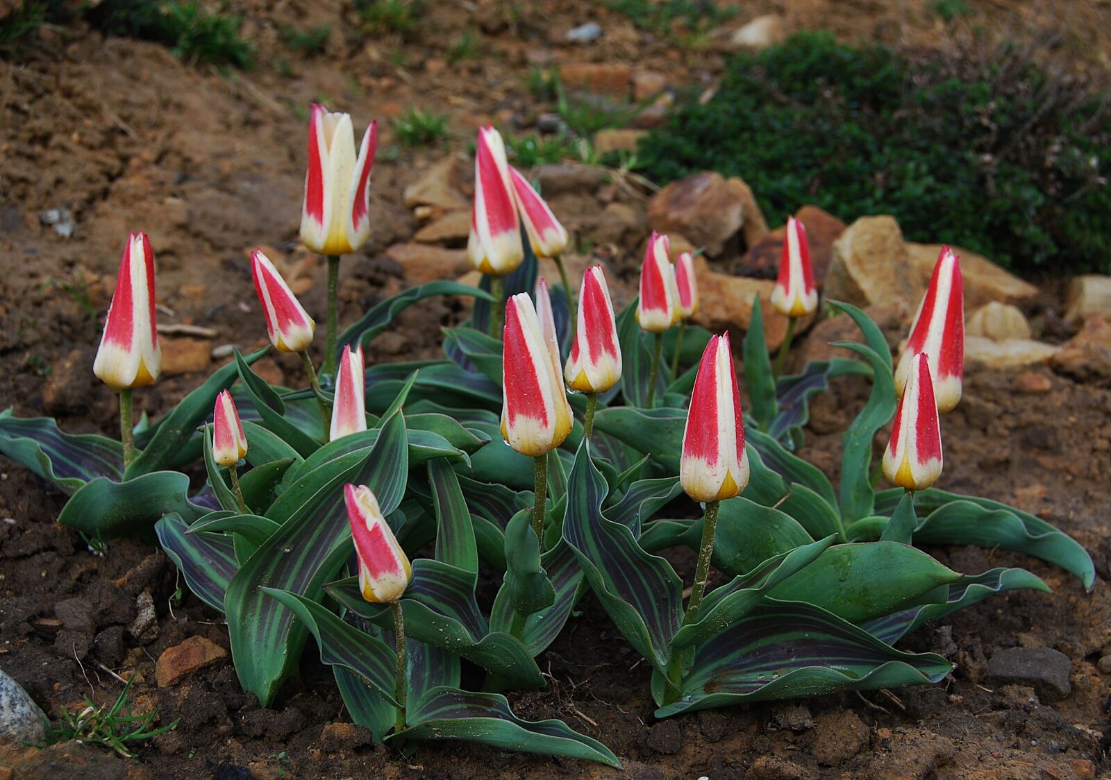 Nikon D40X sample photo. Nature, leaf, flower photography