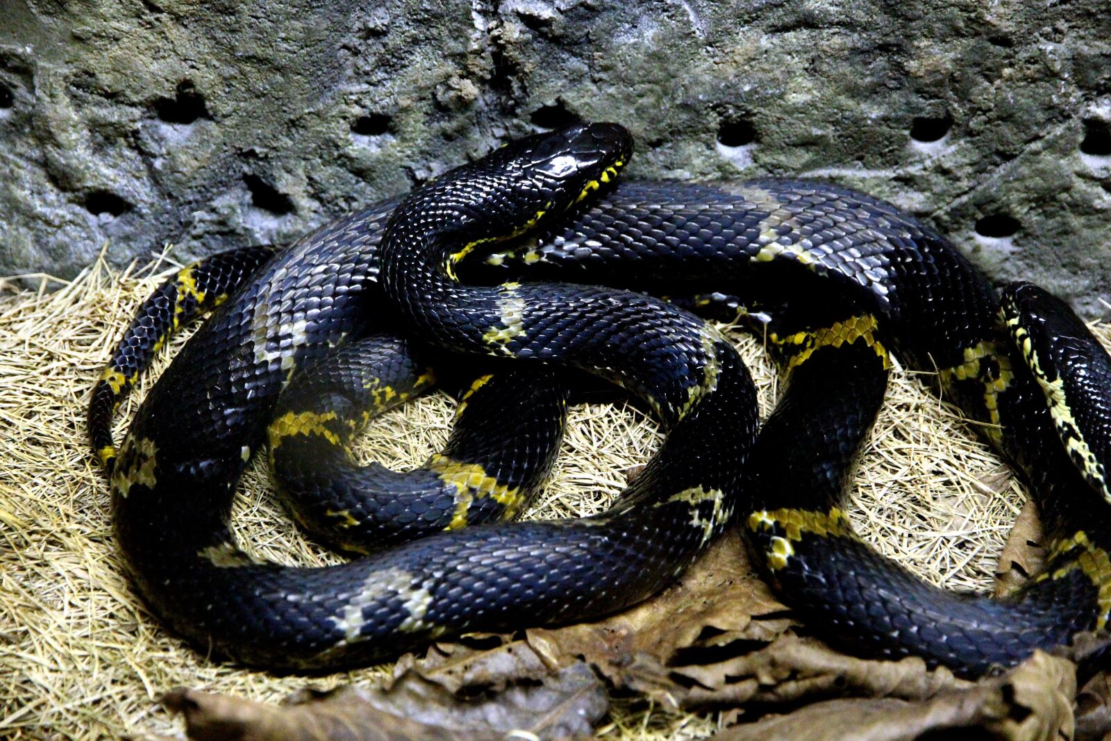 Canon EOS 650D (EOS Rebel T4i / EOS Kiss X6i) sample photo. Amur ratsnake, snake shrenk photography