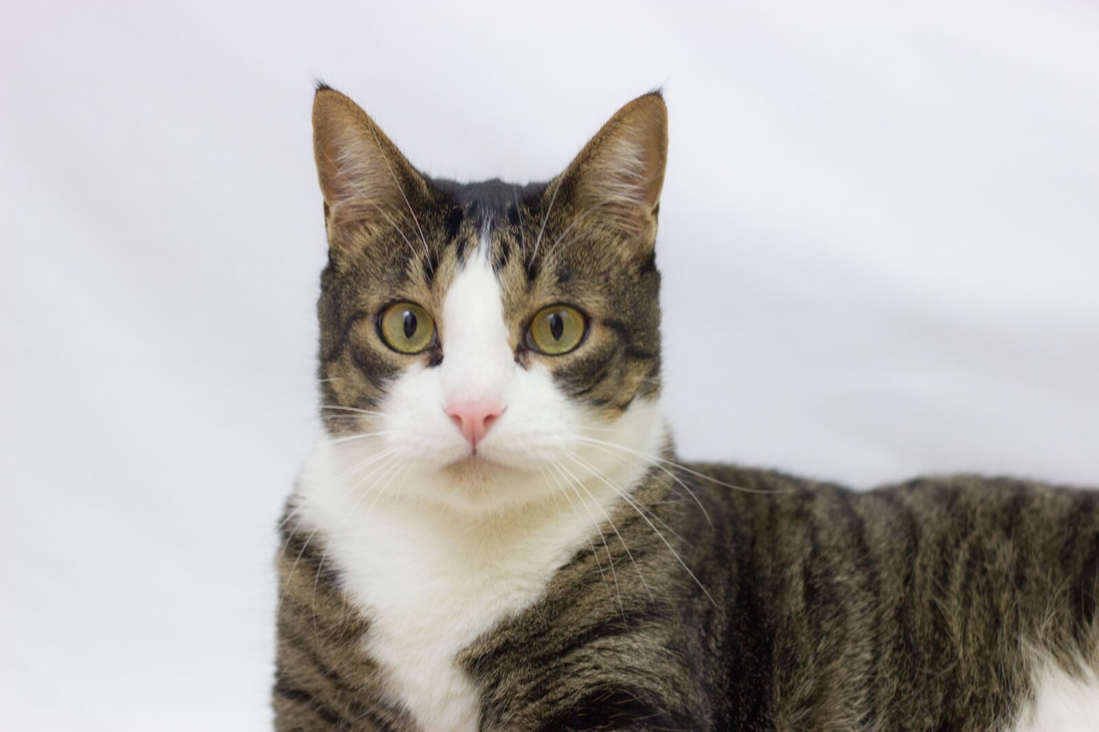 Canon EOS 600D (Rebel EOS T3i / EOS Kiss X5) + Canon EF 50mm F1.8 STM sample photo. Cat, male, feline photography