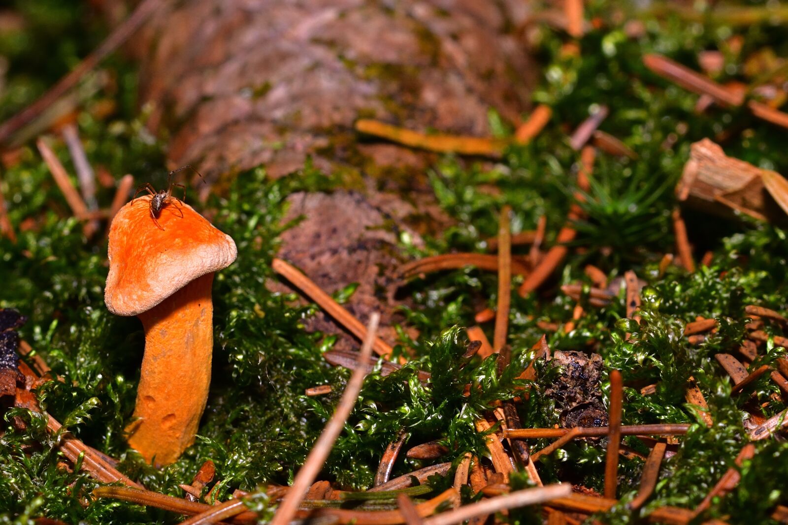 Nikon D5200 sample photo. Forest, autumn, small mushroom photography