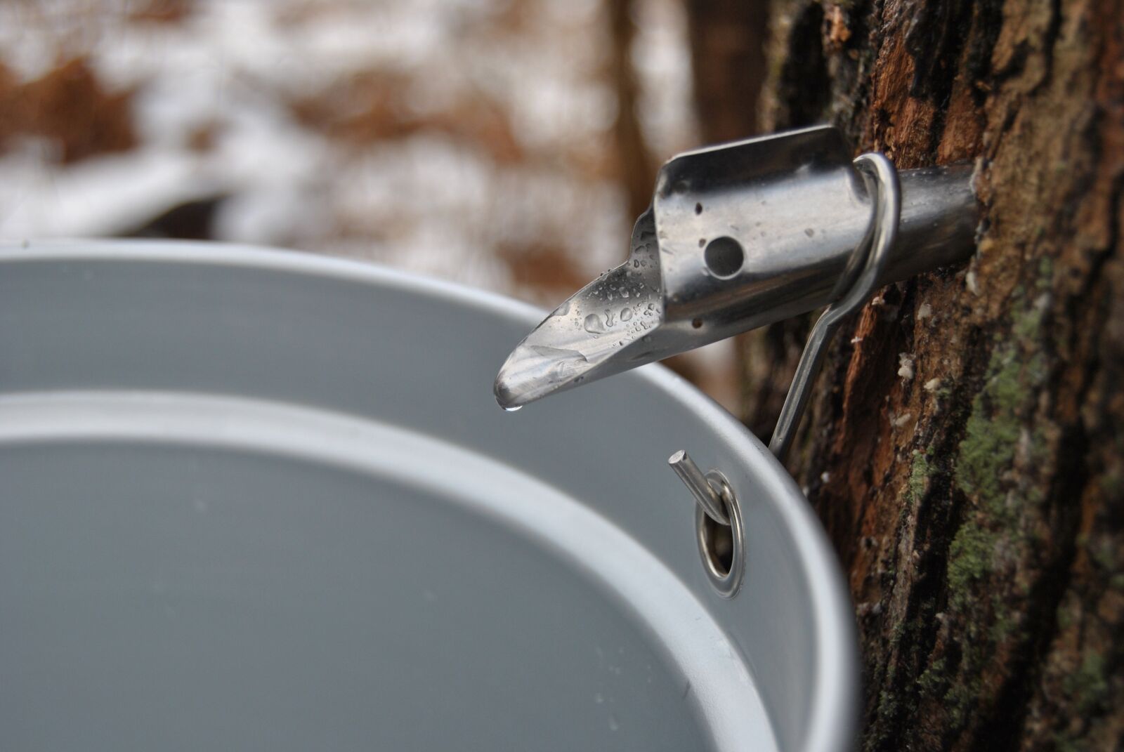 Nikon D3000 sample photo. Maple syrup, maple, tree photography
