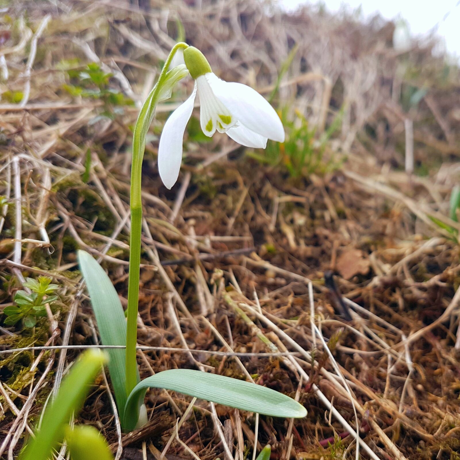 Samsung Galaxy S7 Edge sample photo. Spring, macro, snowdrop photography