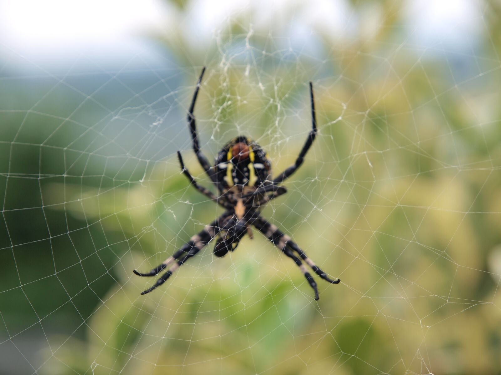 Olympus E-520 (EVOLT E-520) sample photo. Spider, nature, outdoor photography
